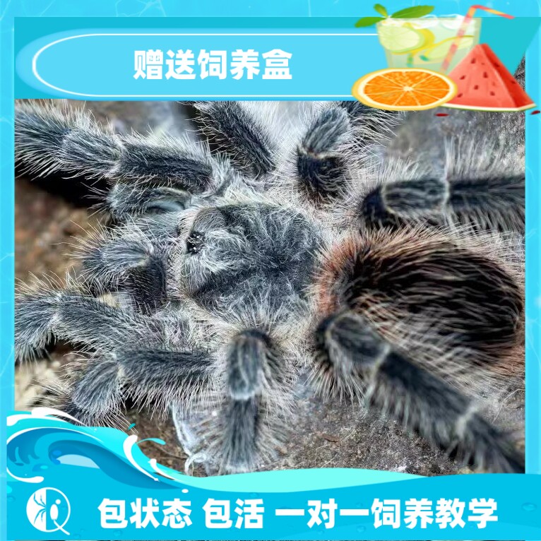 【祁one】纯种巴西火红食鸟蛛所罗门同属大型捕鸟蛛新手入门宠物