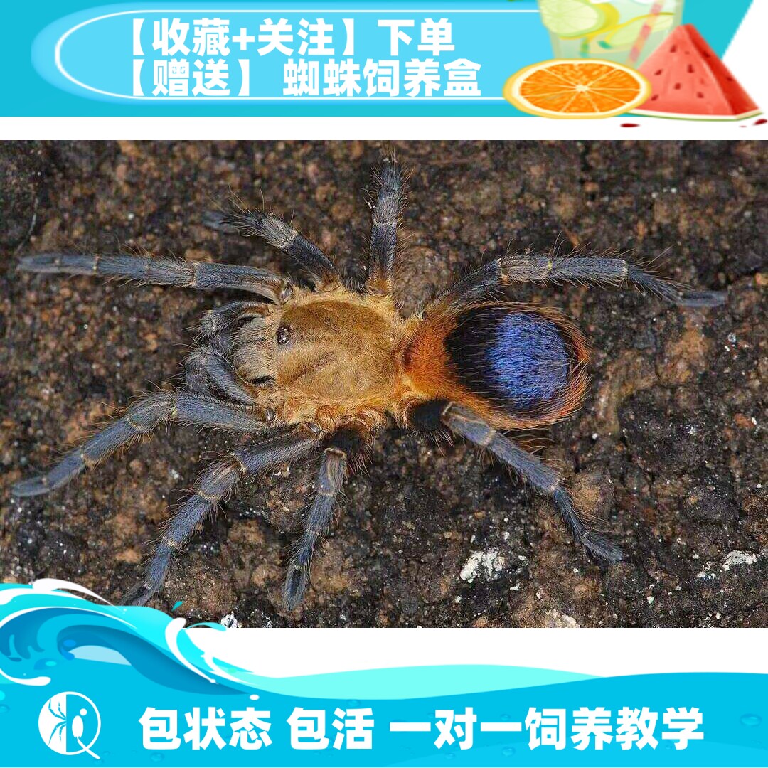 哥伦比亚蓝腿火焰收藏宠物捕鸟蛛