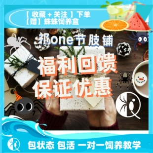 【祁one】蜘蛛捕鸟蛛宠物蜘蛛金直间火玫瑰所罗门爬宠优惠组合