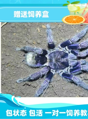 【祁one】Euathlus sp morada智利荧光姹紫嫣红高端宠物捕鸟蛛