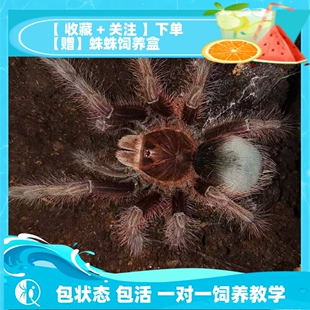 【祁one】(TA)委内瑞拉巨人粉红脚捕鸟蛛宠物蜘蛛巨型高端品种大T
