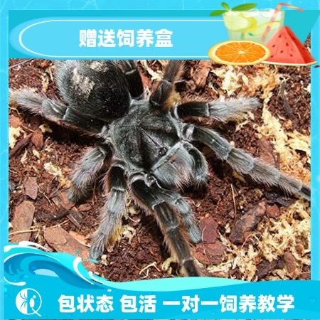 彭巴斯茶紅紅毛巴西黑溫順好養