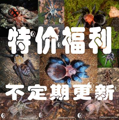 捕鸟蛛特价福利宠物蜘蛛
