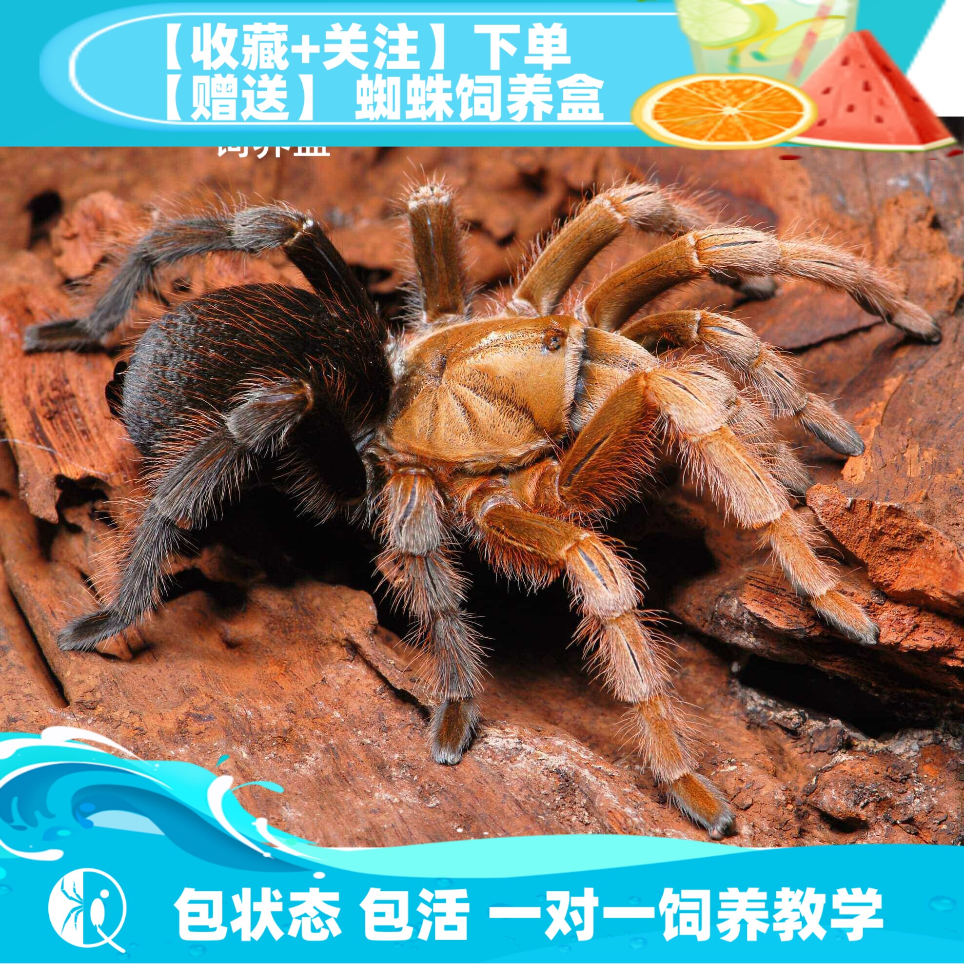 【祁one】墨西哥黑钻高端aph属小宠物蜘蛛活体温顺可上手易饲养