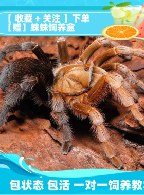 【祁one】墨西哥黑钻高端aph属小宠物蜘蛛活体温顺可上手易饲养