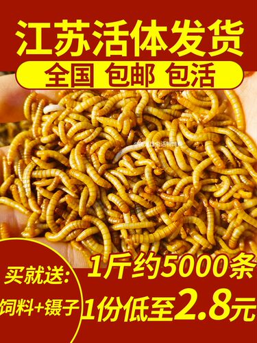 面包虫黄粉虫爬宠昆