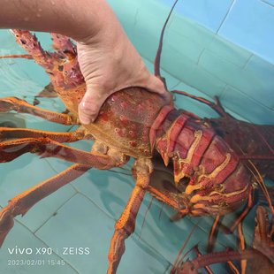 1-10斤品鲜派生猛海鲜超大澳大利亚大龙虾鲜活澳洲青龙虾大花龙虾