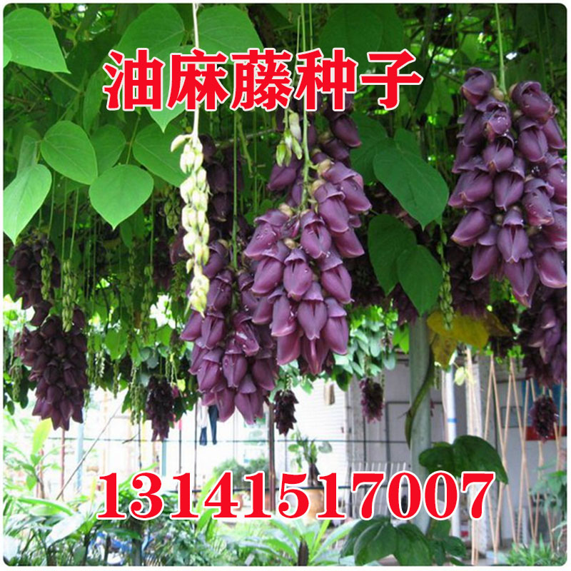 油麻藤种子攀爬植物庭院盆栽绿植花卉爬藤攀援禾雀花苗常绿小树苗