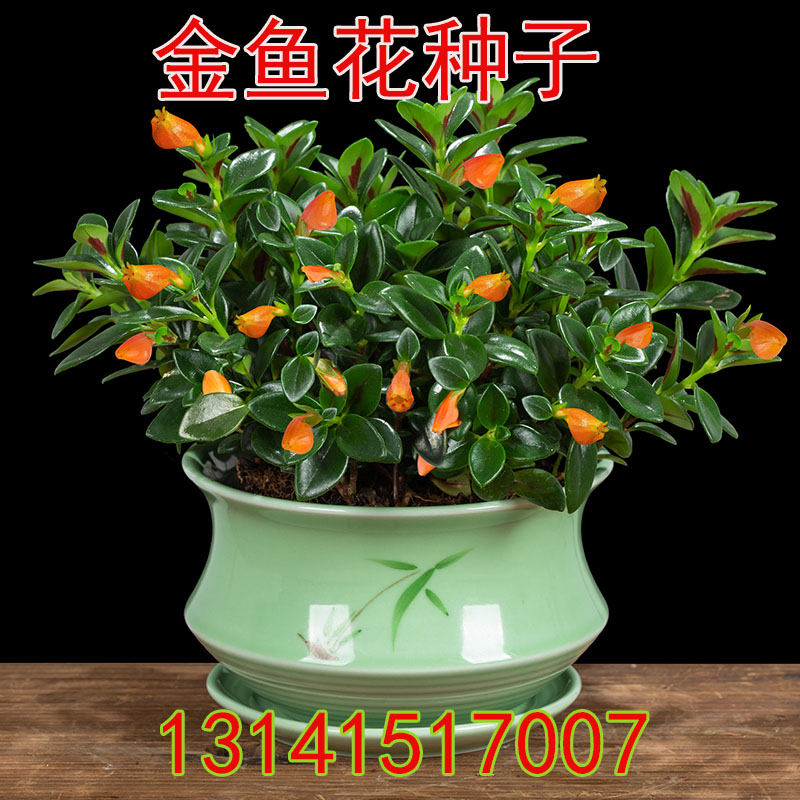 吊兰盆栽易活阳台绿植花卉金鱼草