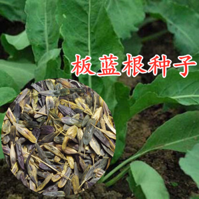 新采板蓝根种子 大叶 小叶板蓝根籽中药材大青叶菘蓝靛籽四季播种