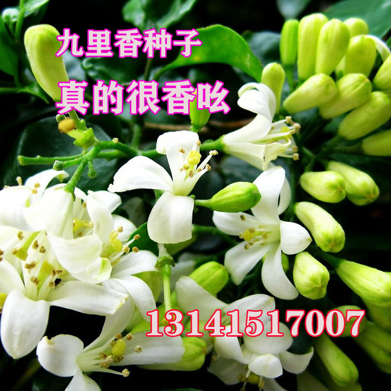 九里香种子驱蚊四季浓香室内盆栽老桩盆景植物九树香花卉草花种籽