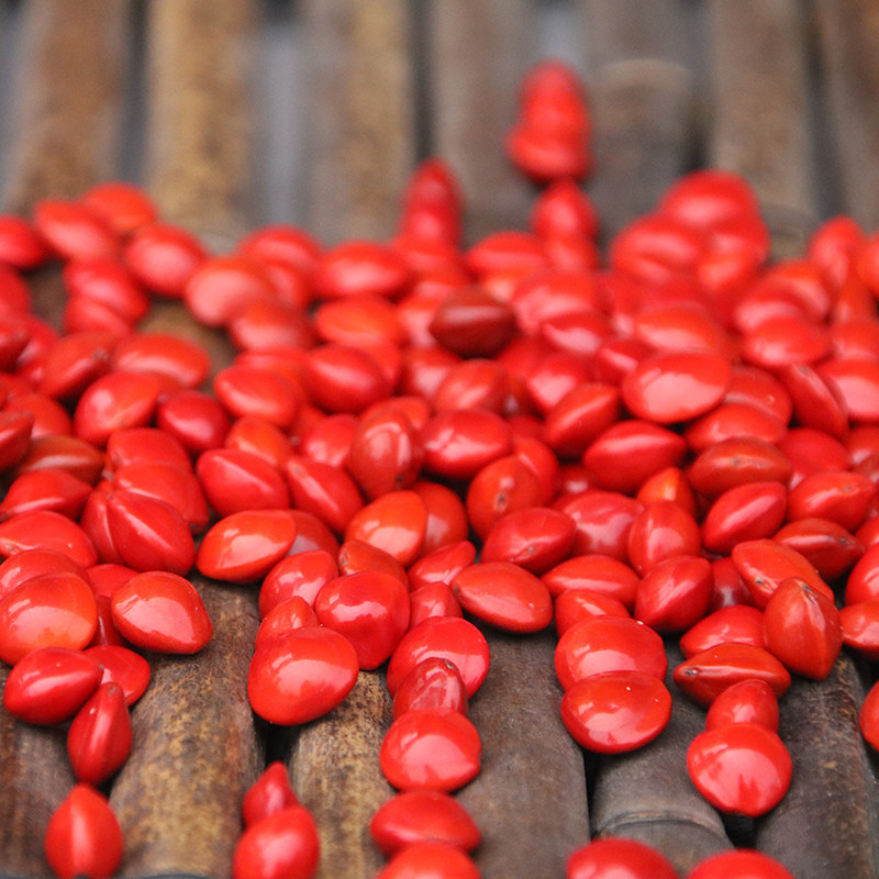 相思豆种子鄂西红豆盆栽绿植手串手链中药材鸡母珠孔雀豆美人豆籽