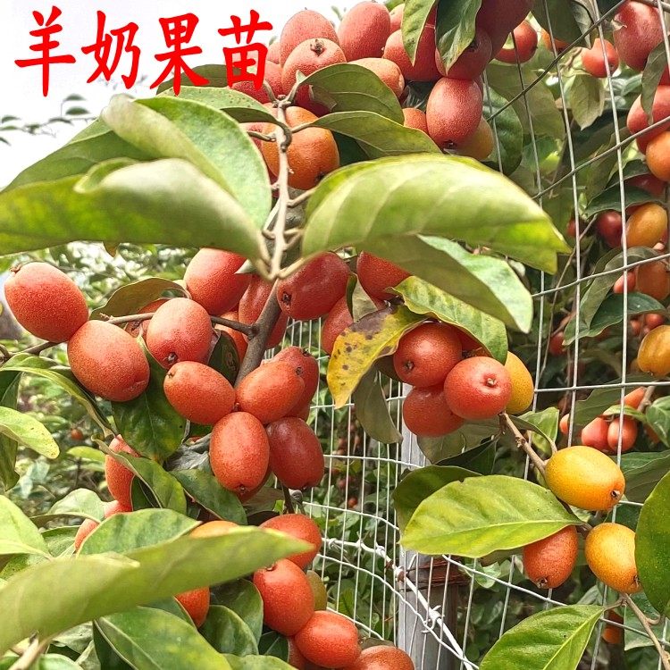 羊奶果苗嫁接德甜二号纯甜羊奶果树苗黑瞎子果庭院南北方种植带土