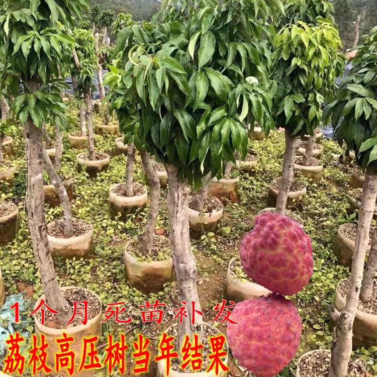 高压圈枝荔枝苗树桩荔枝树苗糯米糍无核荔妃子笑桂味老树当年结果