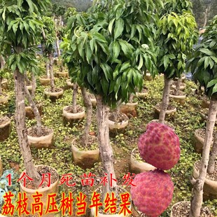 高压圈枝荔枝苗树桩荔枝树苗糯米糍无核荔妃子笑桂味老树当年结果