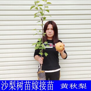 黄秋梨树果苗地栽沙梨苗嫁接树苗当年结果黄花梨树果苗南北方种植