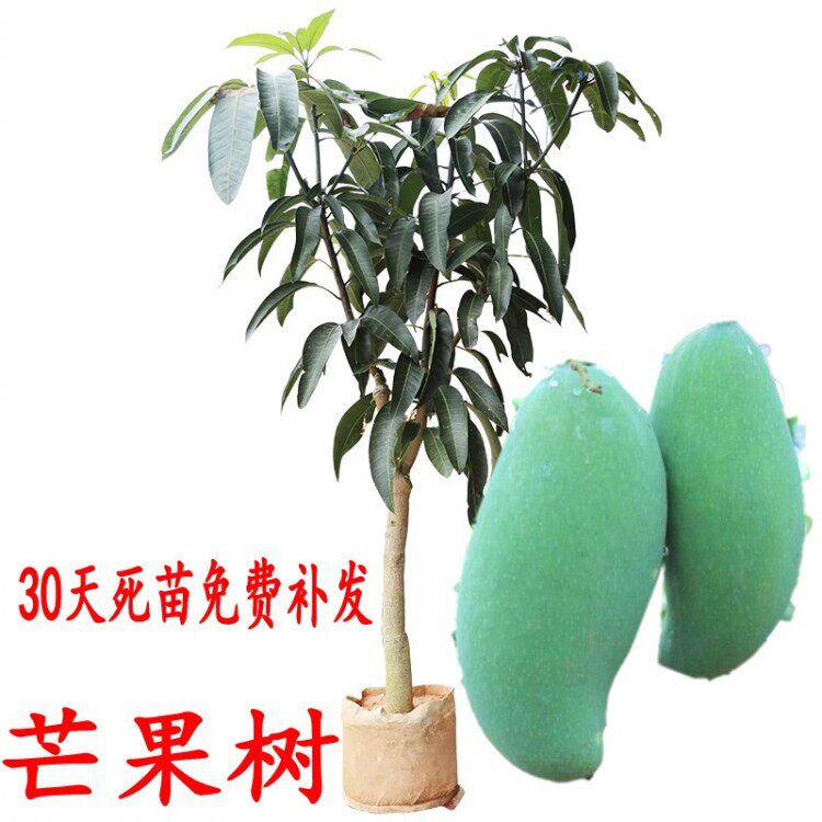 芒果苗金煌桂七青芒四季红贵妃凯特澳芒嫁接苗芒果树庭院盆栽带土