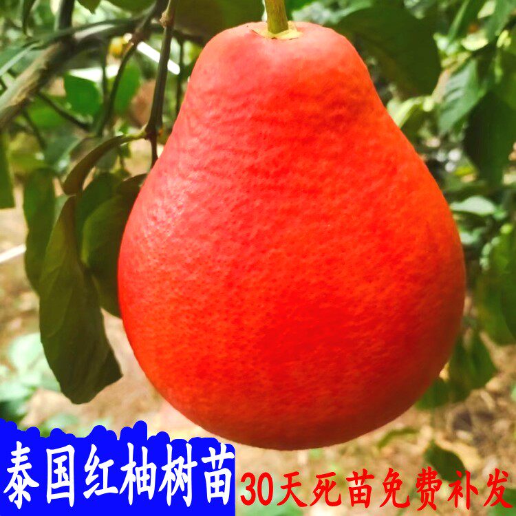 柚子树苗红心蜜柚泰国红宝石沙田