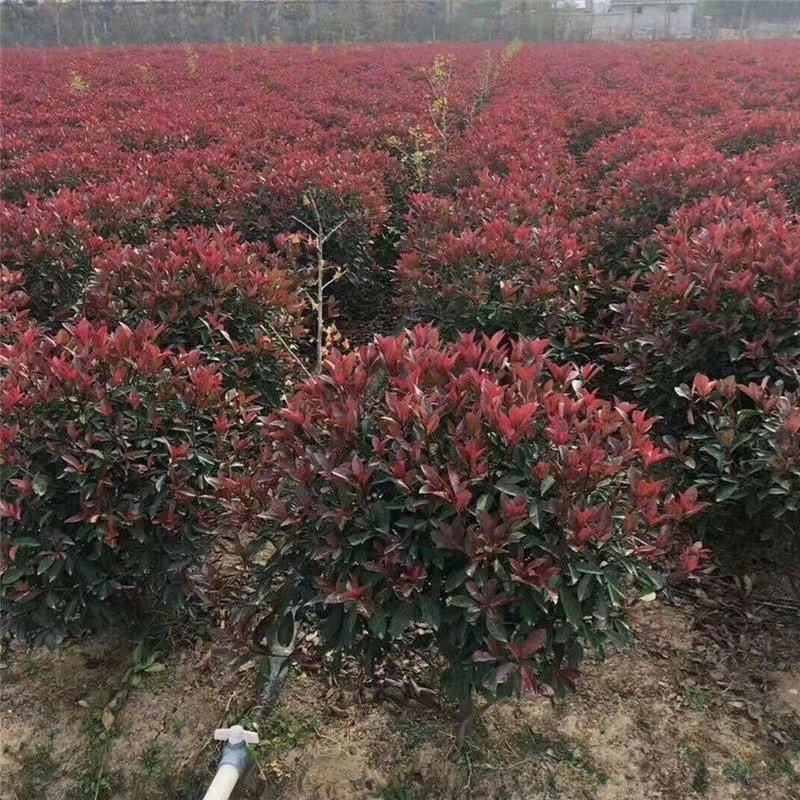 红叶石楠球树苗高杆大树球形小苗室外常青植物庭院园林工程绿化苗