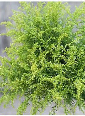 黄莺草鲜花配草配叶装饰用花