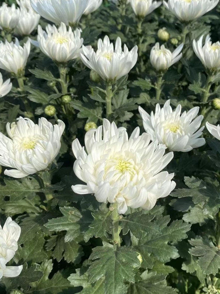 黄白菊花鲜切花鲜花菊花江苏基地直发现采摘现发大花朵花苞大花束