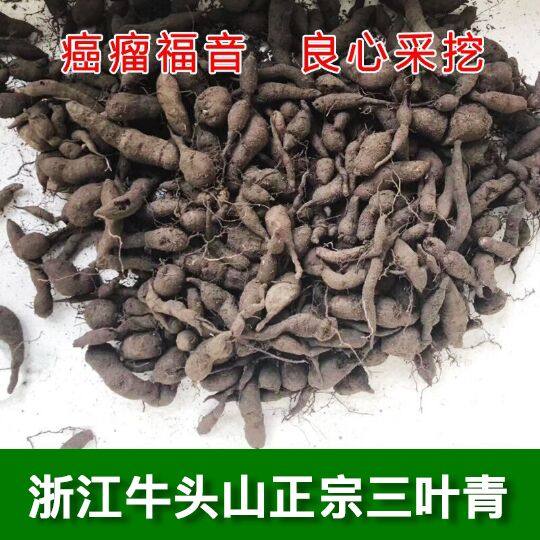 浙江正宗三叶青500g金线吊葫芦石老鼠小儿退热清热祛火中药材包邮