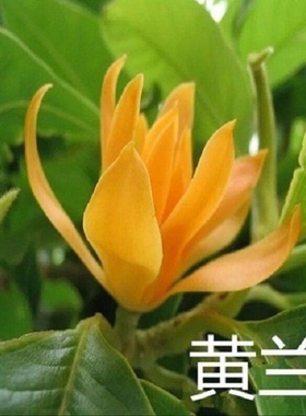 黄兰树苗嫁接白玉兰盆栽实生苗四季南北方可种黄桷兰当年开花