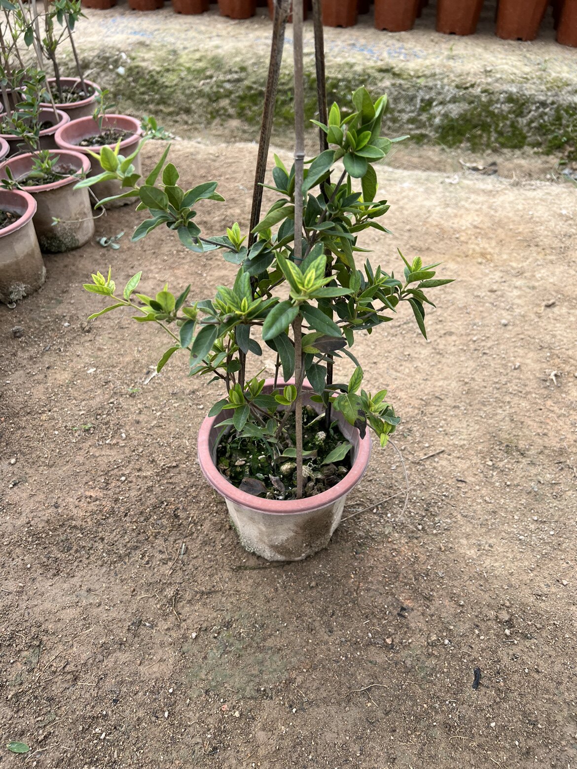 可食用爬藤植物金银花四季开花