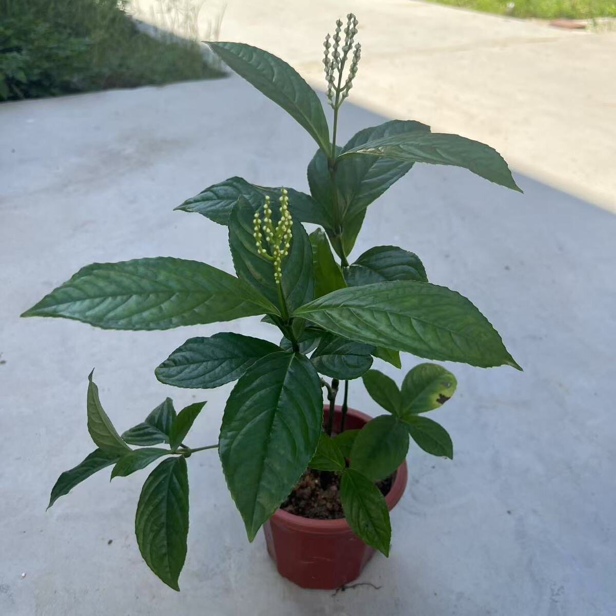 白珠兰花苗四季开花阳台室内盆栽珠兰花白珠兰鱼子兰花苗