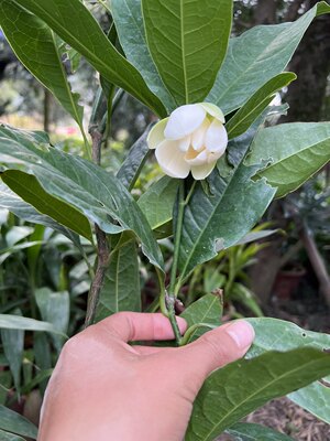 夜香木兰合欢花苗夜合花木兰花