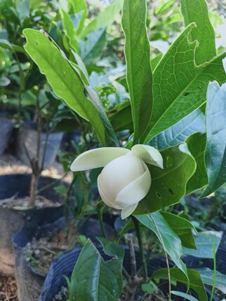 夜合花盆栽 合欢花 木兰花 夜香木兰花 清香 花朵超大 阳台 易活
