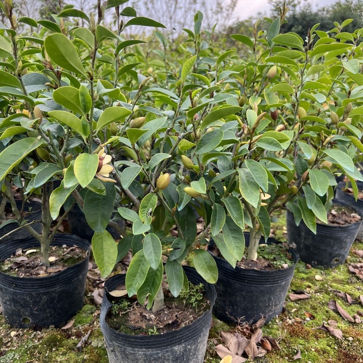 含笑花独杆含笑当年开花浓香型庭院耐寒花卉四季常青含笑花苗树苗