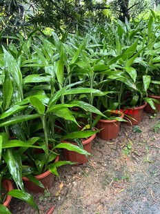 富贵竹金边富贵竹黄金富贵竹可水养土养易种易养活