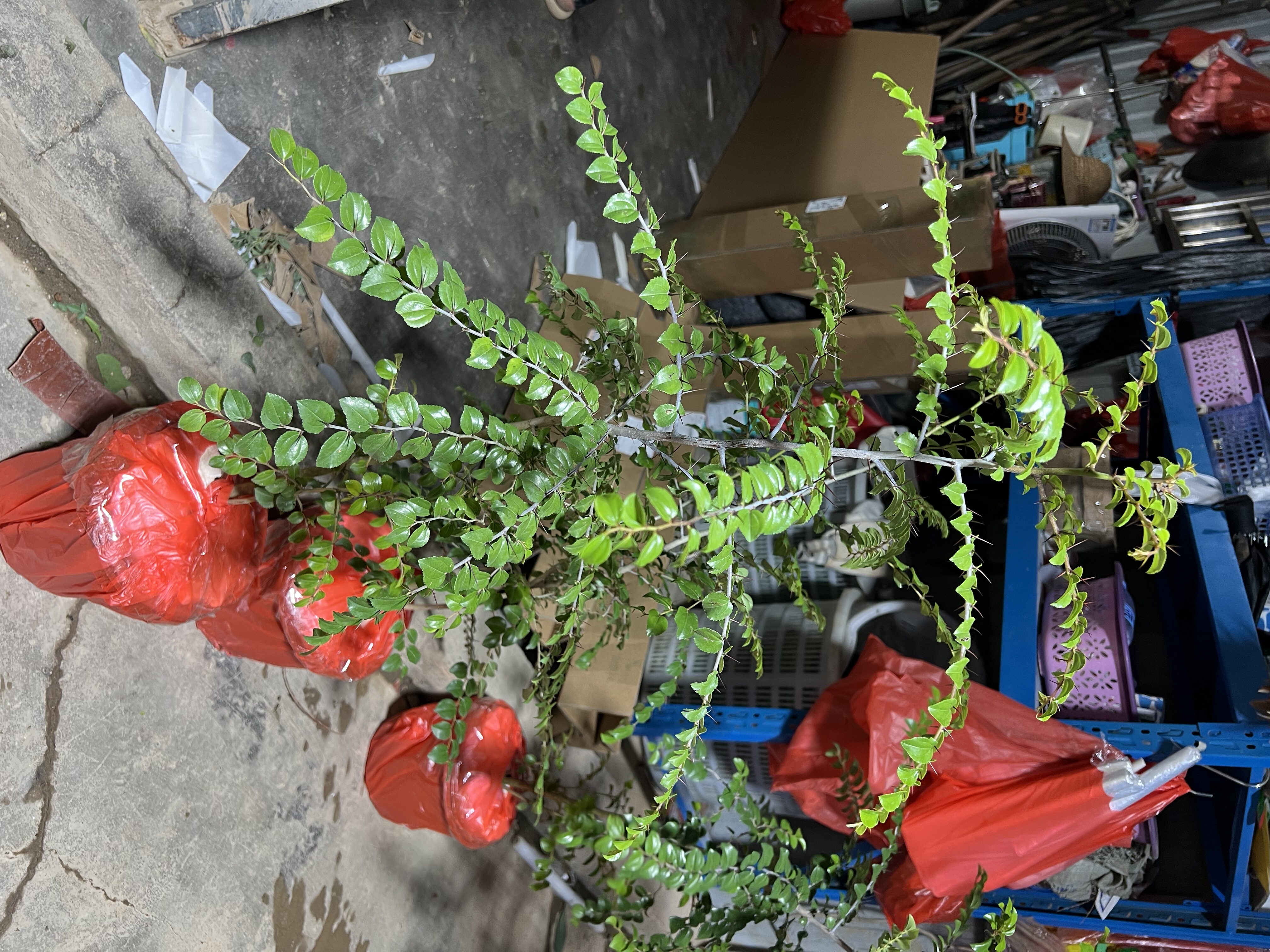 牛牿刺苗盆栽潮汕大刺神刺 入宅吉祥喜庆植物阳台庭院观赏盆景
