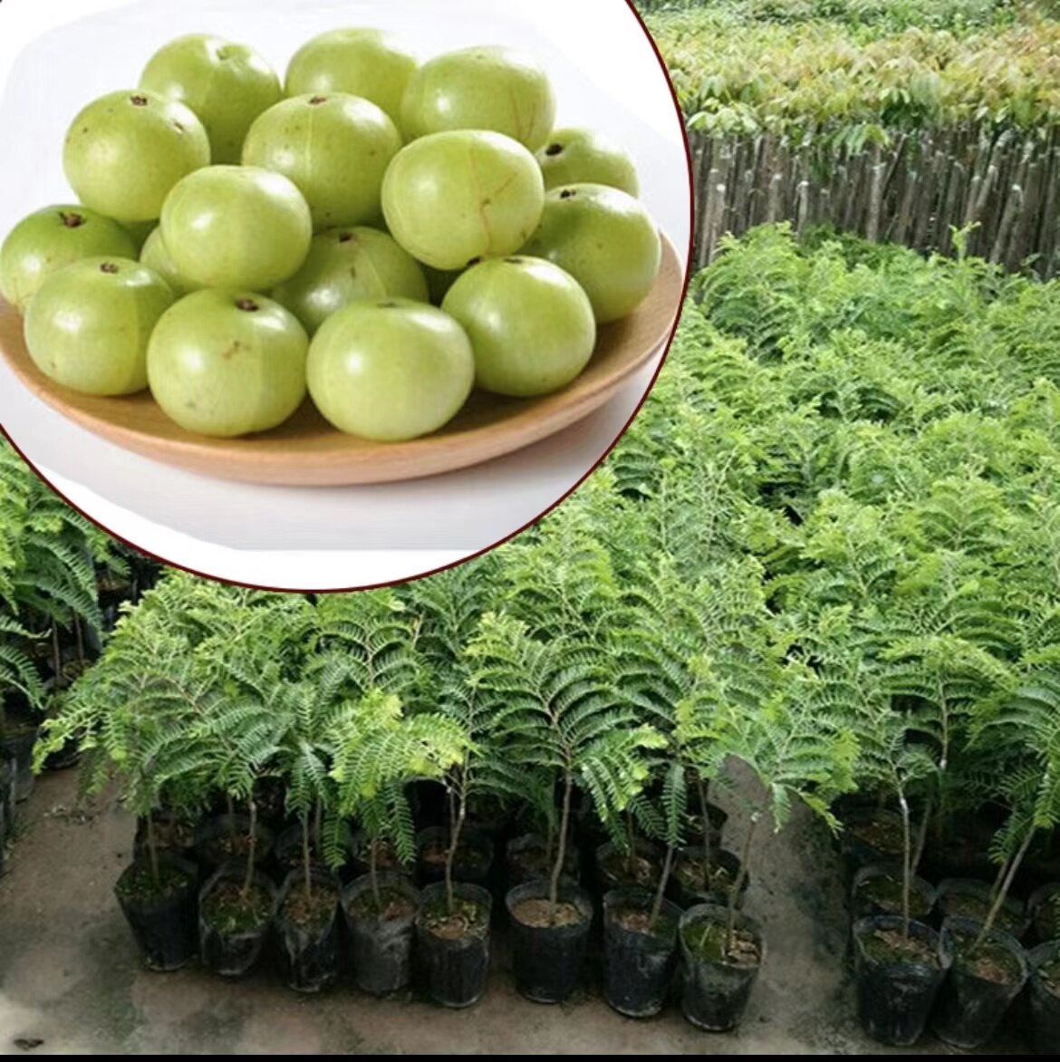 酥甜油甘果苗嫁接苗特大潮汕油