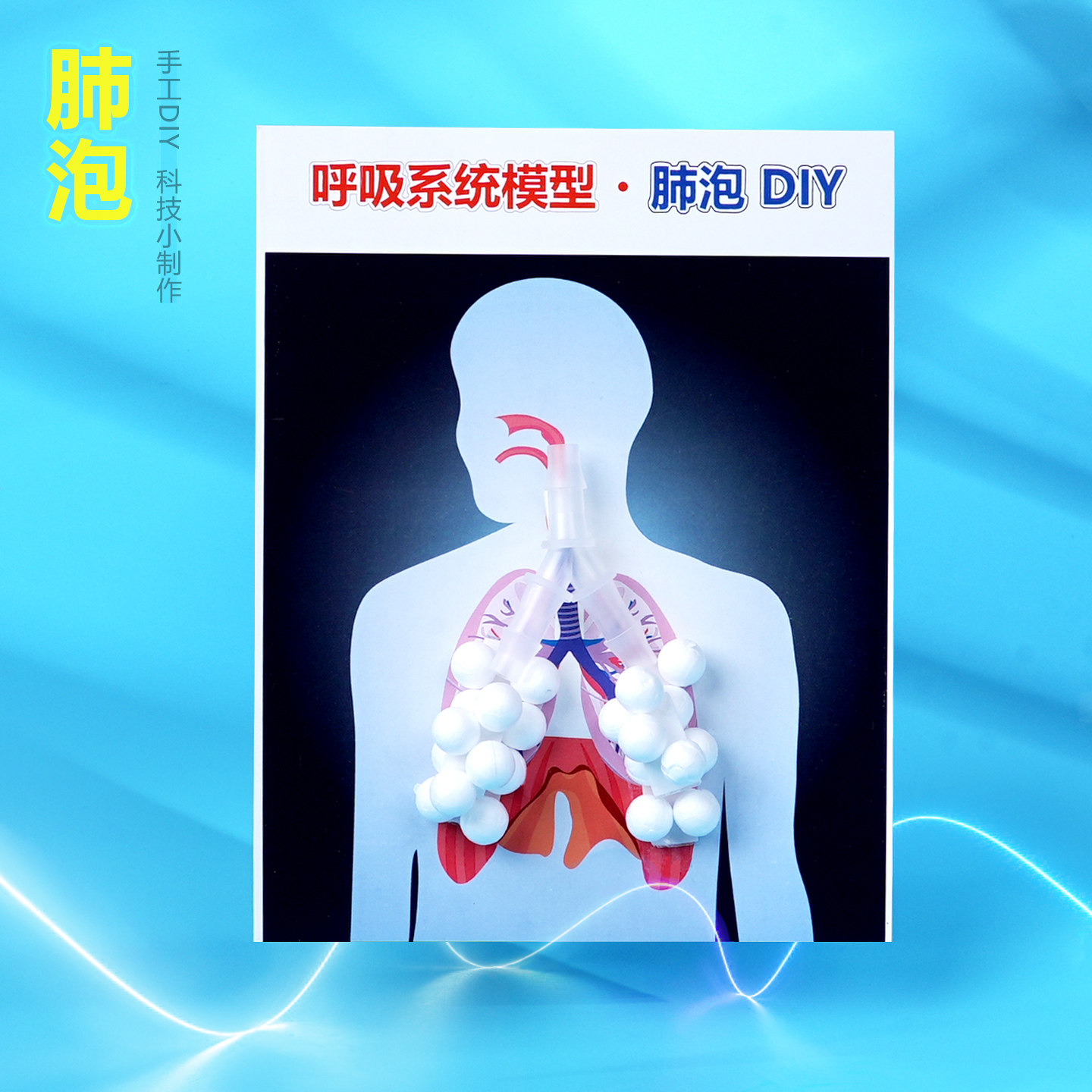 人体肺泡diy模型学生科学小实验生物课 STEM科教用品科技小制作新