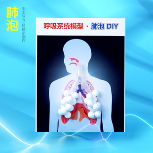 人体肺泡diy模型学生科学小实验生物课 STEM科教用品科技小制作新