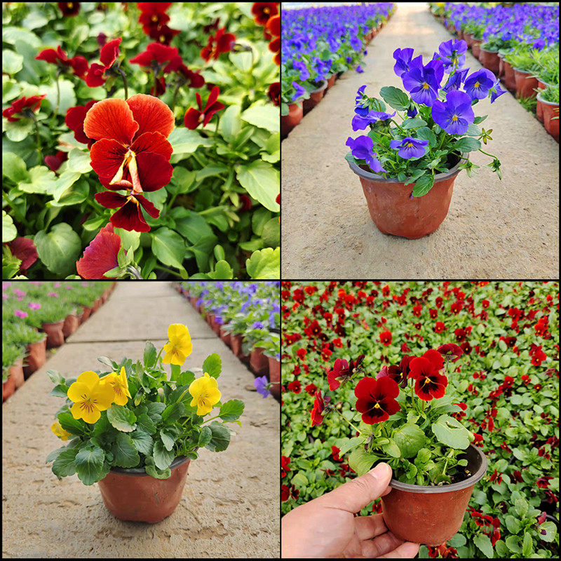 三色堇花苗盆栽小兔子复古重瓣皱边角堇包邮耐寒室外花卉带大花苞
