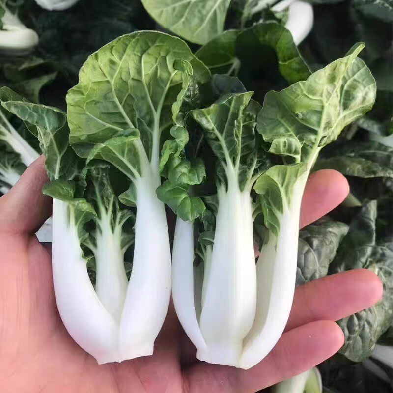 中脚奶白菜种子小白菜青菜黑油菜春季四季蔬菜种籽秋播种孑冬季