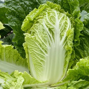 山东胶州大白菜种子耐热夏秋高产四季包头青菜籽冬季夏季蔬菜种孑