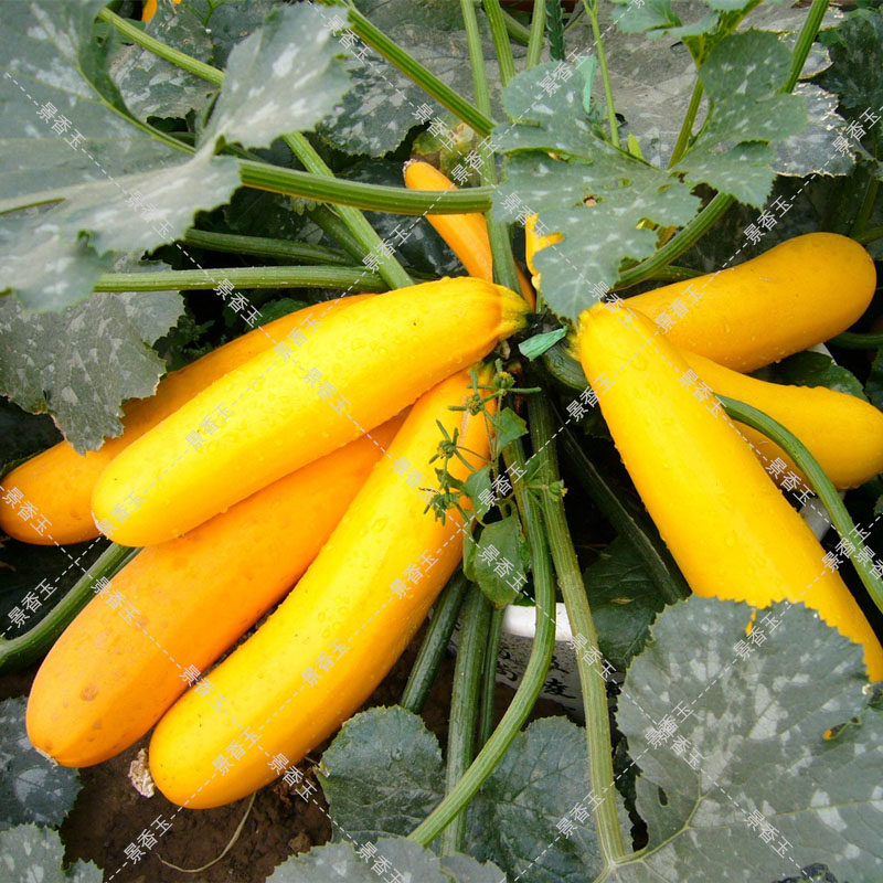 金皮西葫芦香蕉瓜占瓜黄皮西葫芦种子 色泽金黄高产春秋蔬菜种子