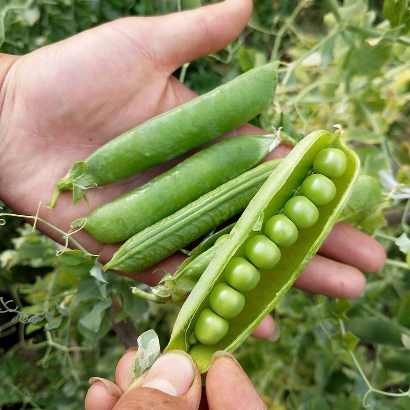 长寿仁豌豆种子高产耐寒豆荚籽种籽春秋冬四季大荚甜脆青豌豆种孑