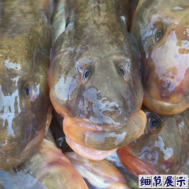 连云港 5斤鲜活沙光鱼速冻新鲜淡水鱼类