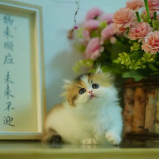 拿破仑矮脚猫幼猫米努特三花金加白银白小短腿曼基康宠物猫咪活物