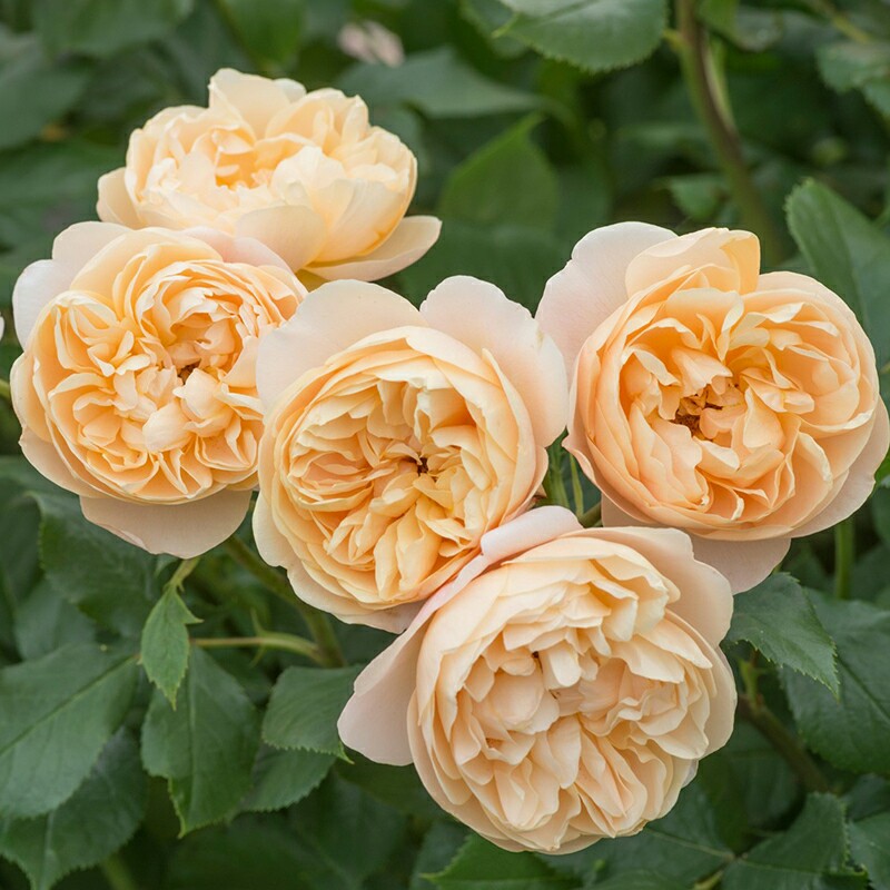 末离园 罗尔德达尔 灌木月季 浓郁茶香味 中花 抗病性好 阳台庭院