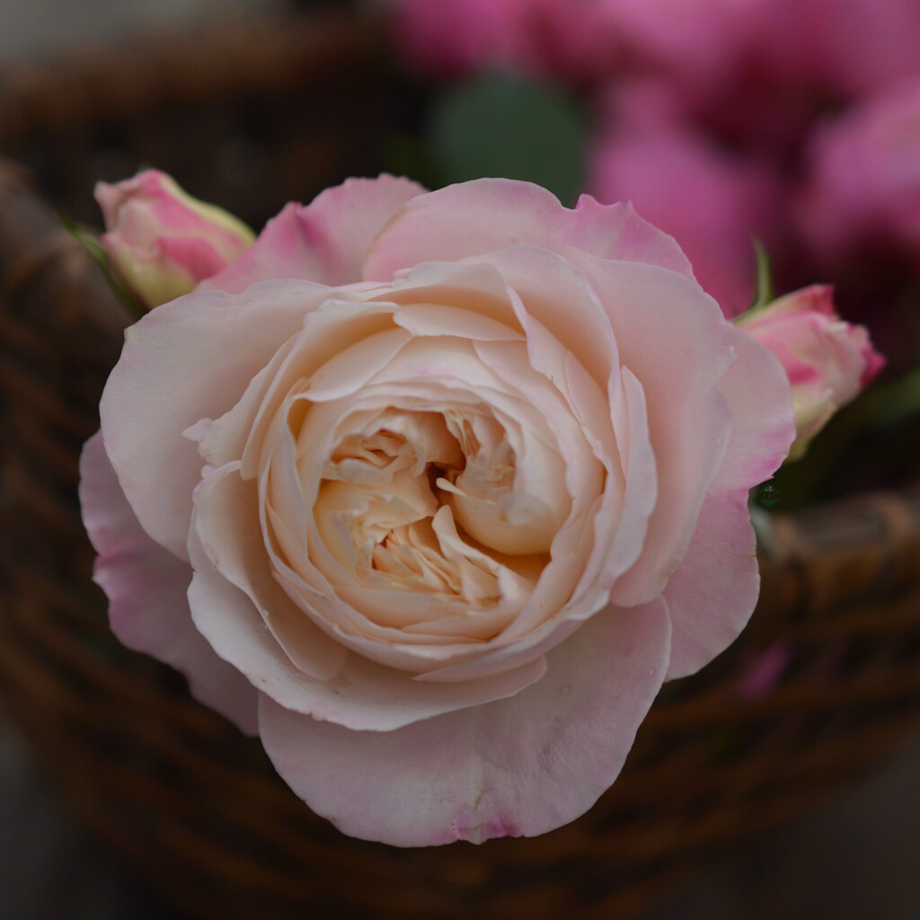 末离园 凯拉 大卫奥斯汀月季 强香 切花 直立庭院阳台盆栽绿植花