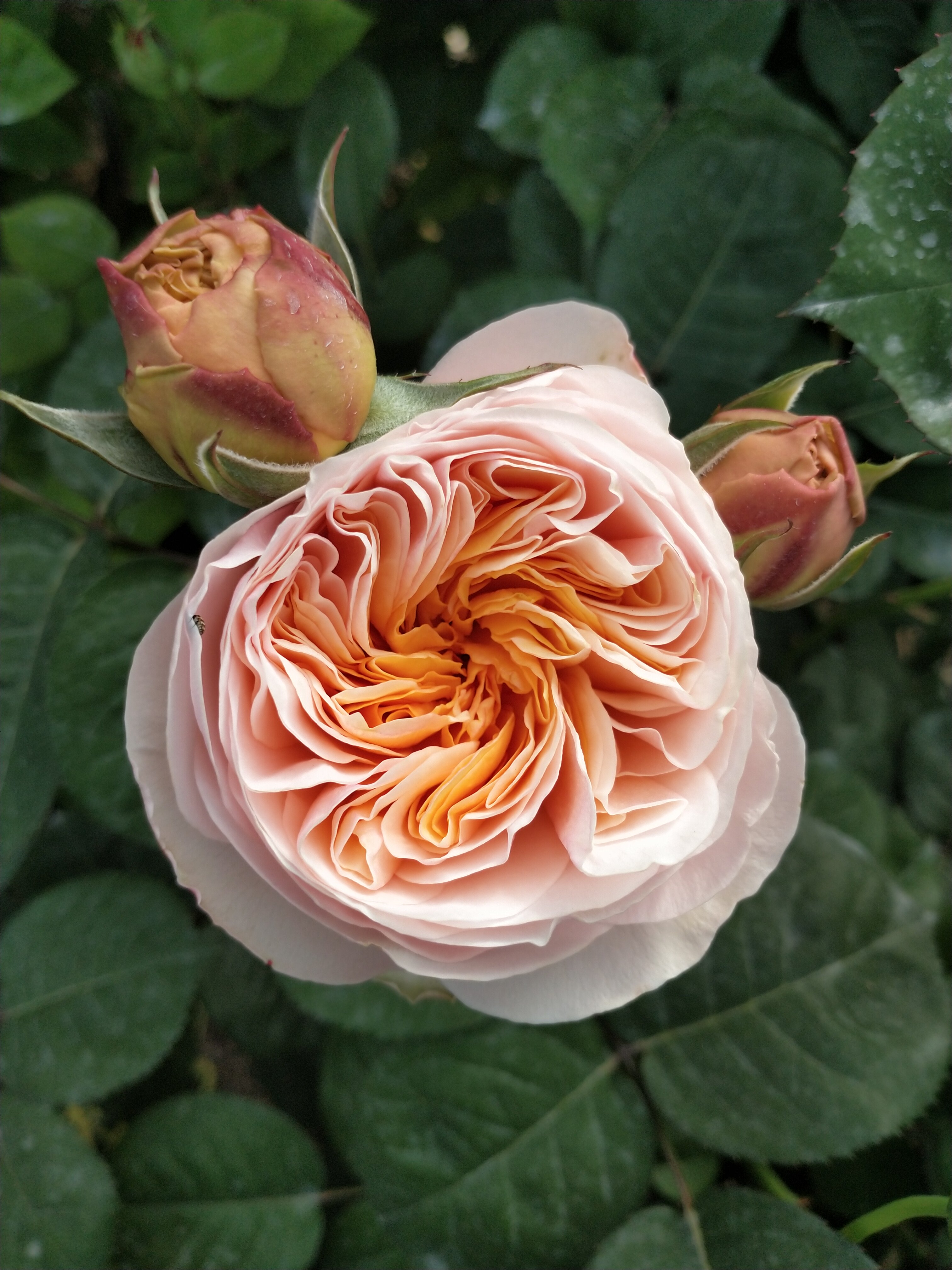 末离园 花卉 切花月季   朱丽叶 相亲相爱 凯丽  浪漫古董 艾米丽