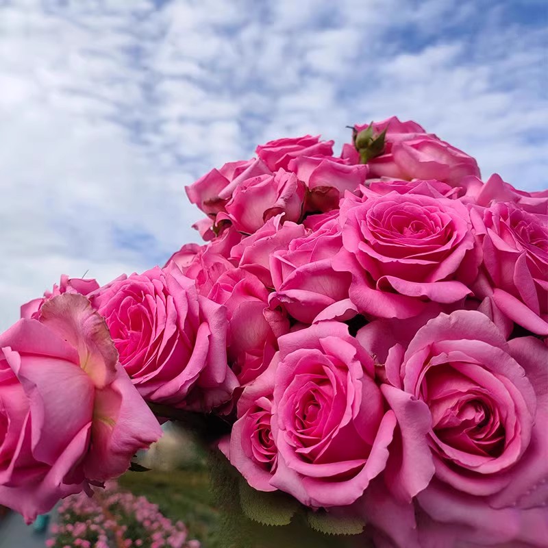 末离园 博纳蒂特拉方特  伯纳黛特 浓香灌木月季 花期长 不耐淋雨