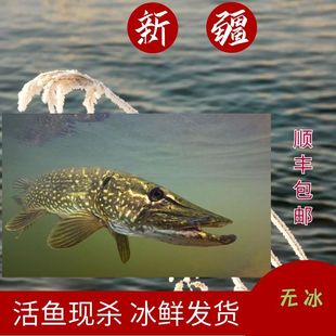 新疆阿勒泰冷水鱼白斑狗鱼活鱼现杀顺丰冰鲜发货