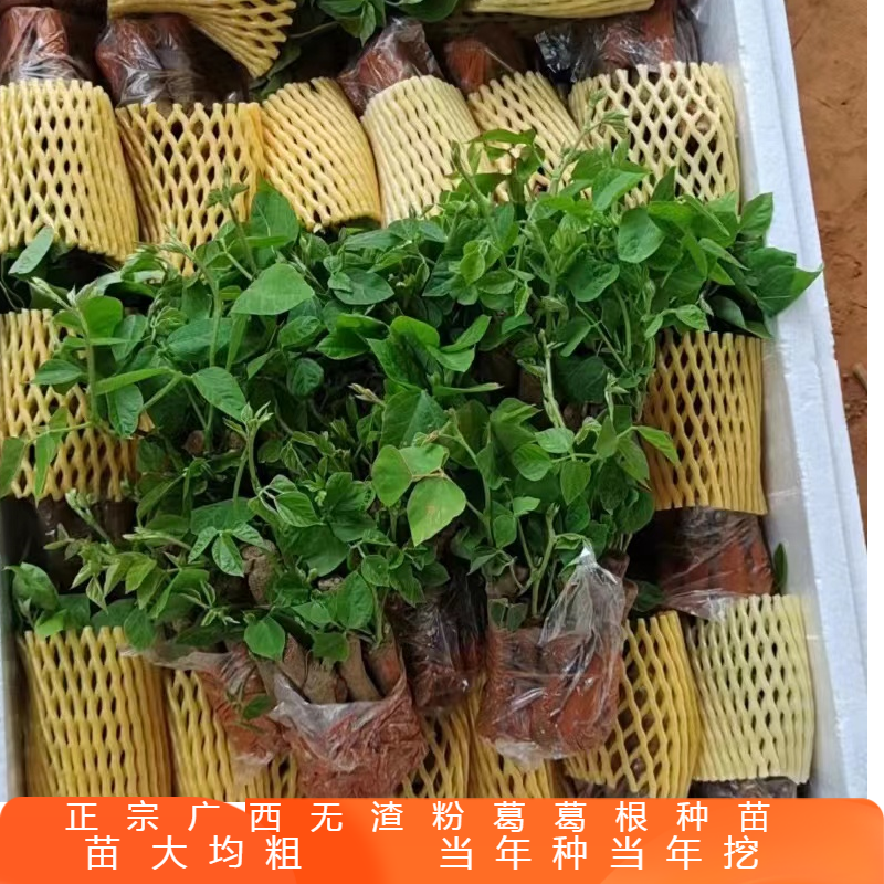 广西藤县正宗粉葛苗包邮带芽种子种植黄金葛根苗高产无渣菜葛种苗